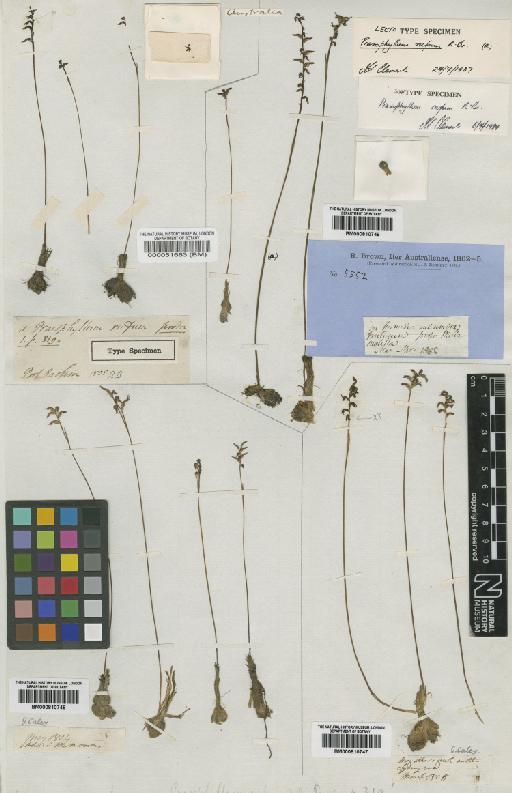 Prasophyllum rufum R.Br. - BM000810748