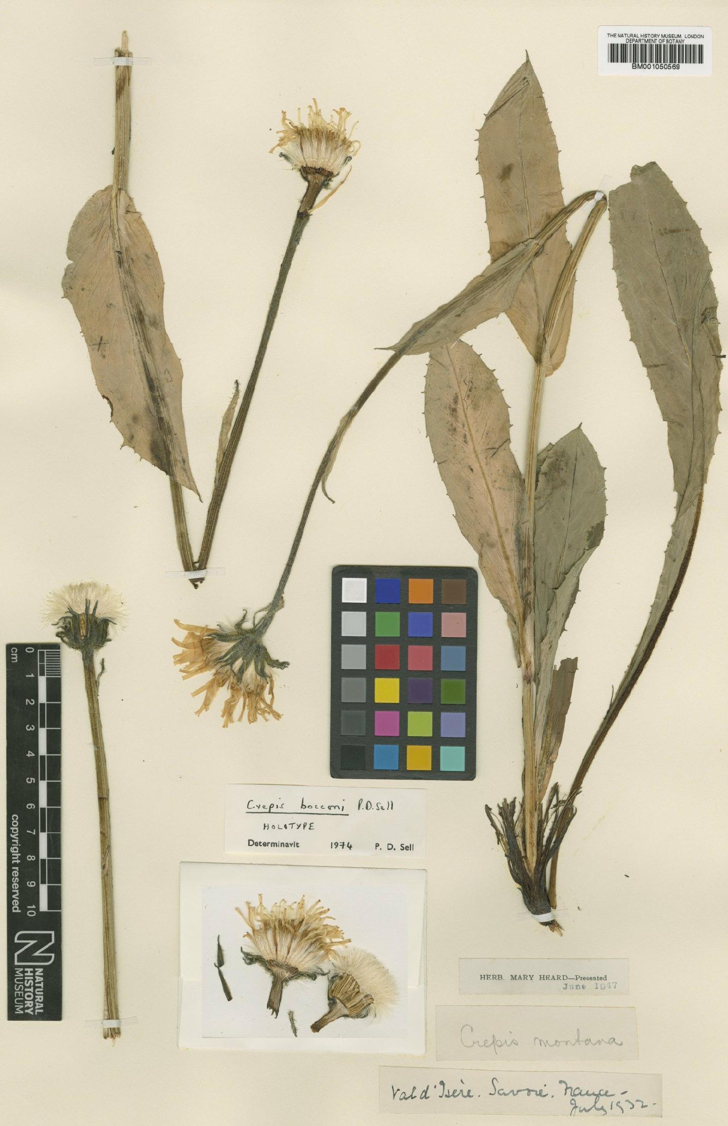 To NHMUK collection (Crepis bocconi P.D.Sell; Holotype; NHMUK:ecatalogue:2395805)