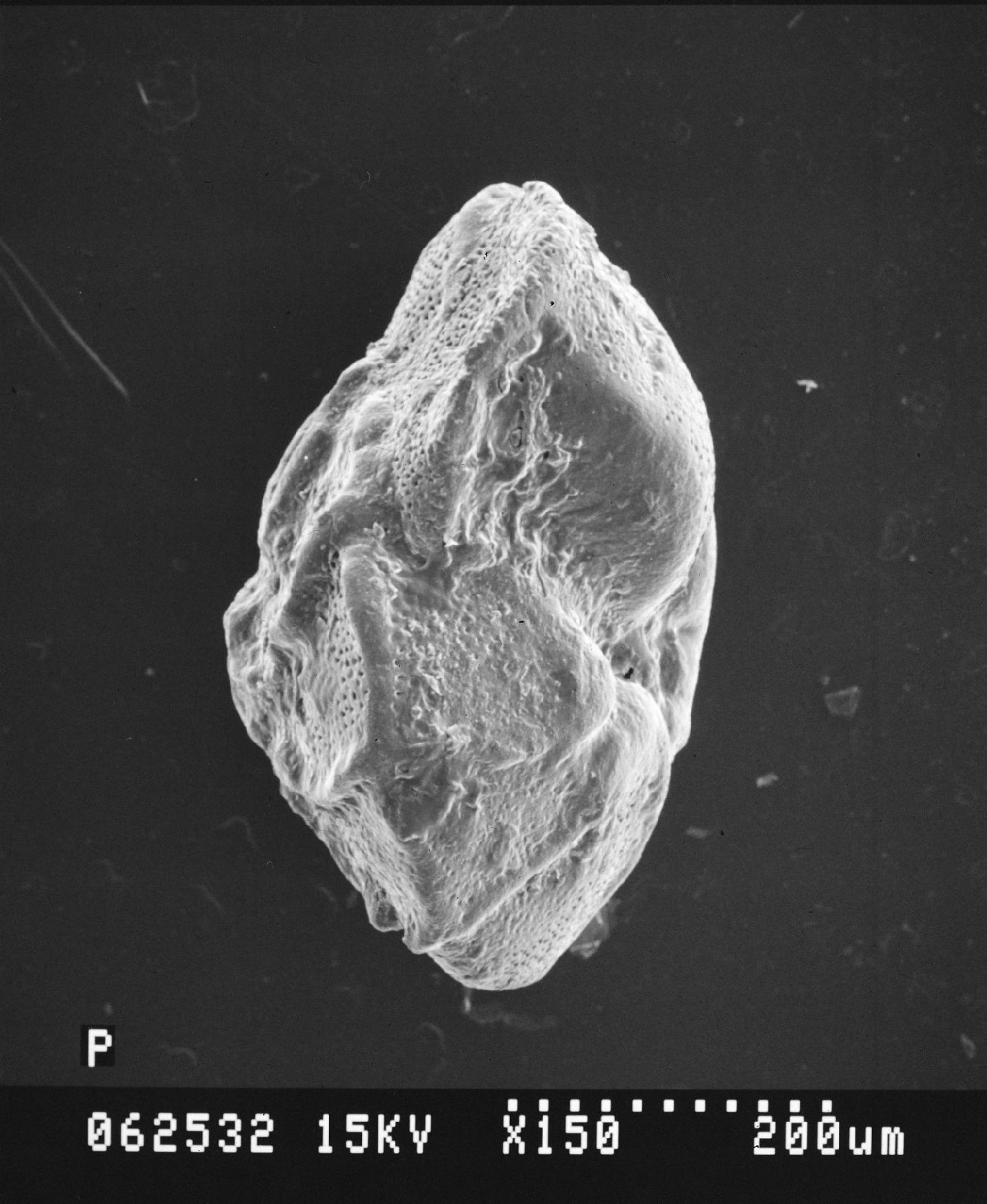 To NHMUK collection (Discorbis pseudoscopos var. duwi Nakkady, 1950; Holotype; NHMUK:ecatalogue:2368486)
