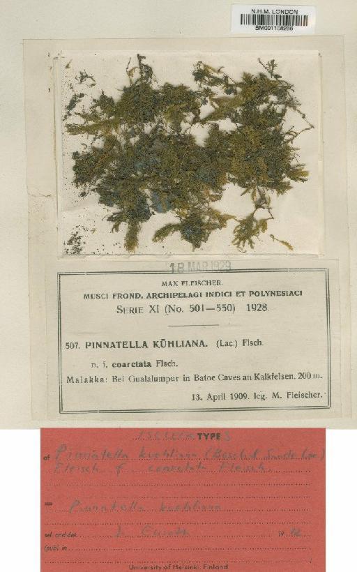 Pinnatella kuehliana (Bosch & Sande Lac.) M.Fleisch. - BM001108266