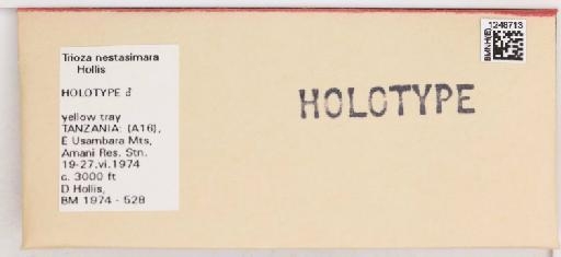 Trioza nestasimara Hollis, 1984 - 010719298_additional