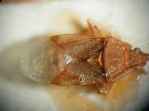Pylorgus exemplificatus Distant - Hemiptera: Pylorgus Exe