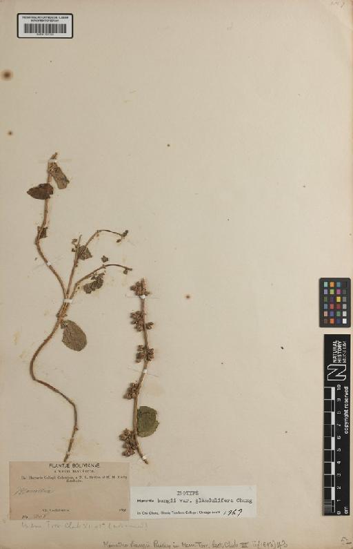 Manettia bangii var. glandulifera I.C.Chung - BM001191250