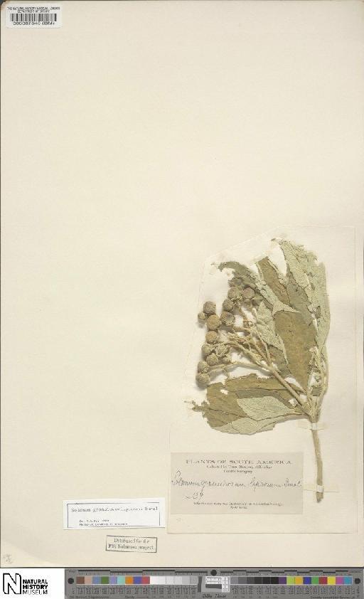 Solanum granulosum-leprusum Dunal - BM000087546