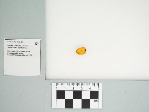 Psychodidae - 014709789____