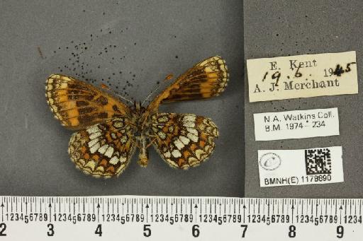 Melitaea athalia ab. cymothoe Bertolini, 1829 - BMNHE_1178890_56546