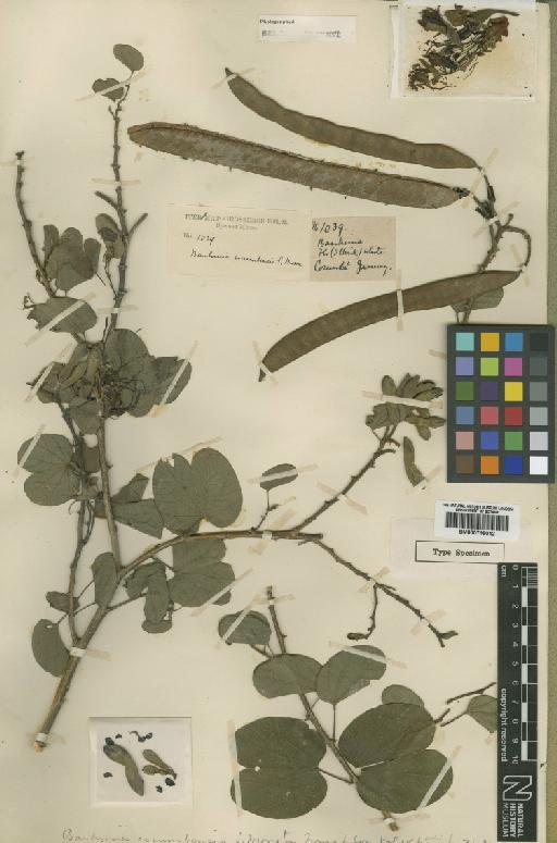 Bauhinia corumbensis Moore - BM000799042