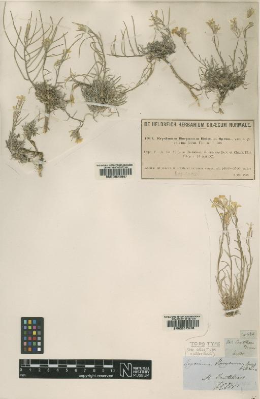 Erysimum boryanum Boiss. & Spruner - BM000613997