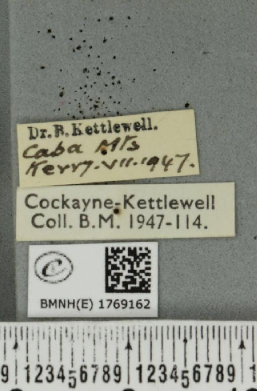 Dysstroma truncata truncata (Hufnagel, 1767) - BMNHE_1769162_label_349855