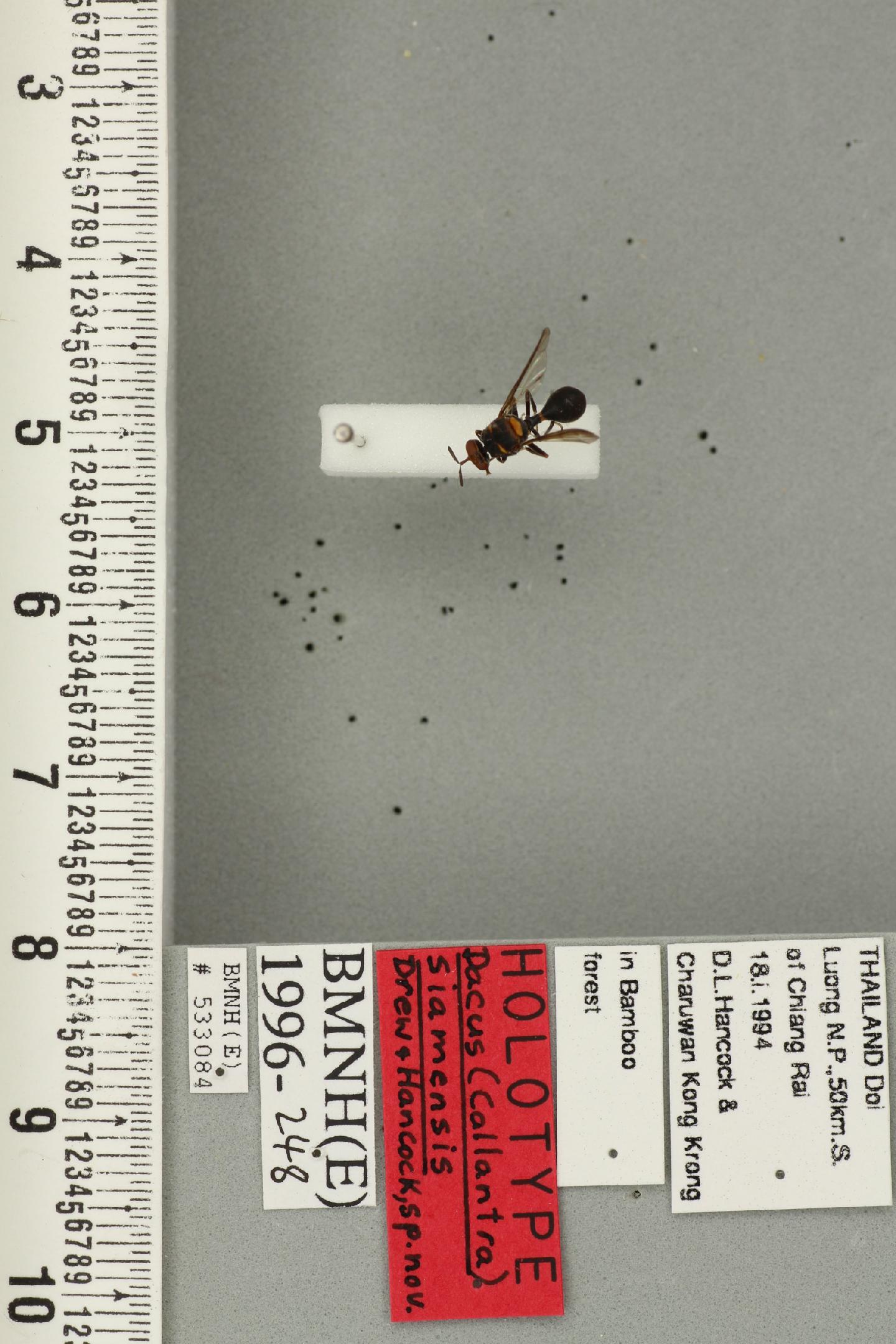 Dacus siamensis
