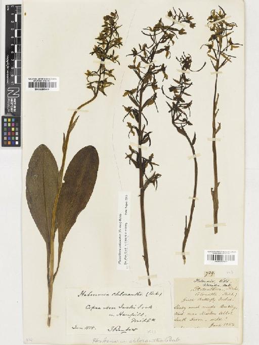 Platanthera chlorantha (Custer) Rchb. - BM001117964