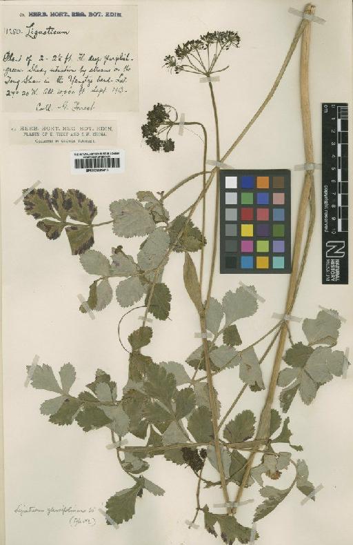 Ligusticum glaucifolium Madam - BM000885413