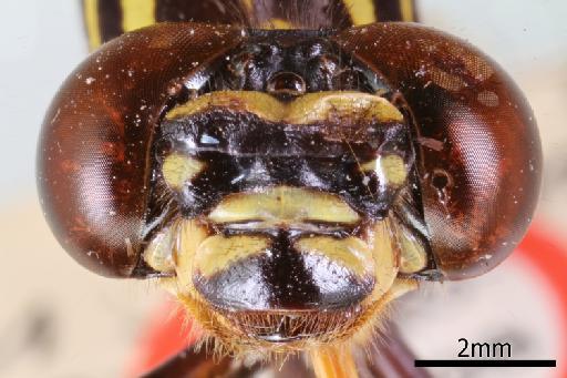 Onychogomphus kerri Fraser, 1933 - 013323540_Onychogomphus_kerri_Anterior_Head_Holotype