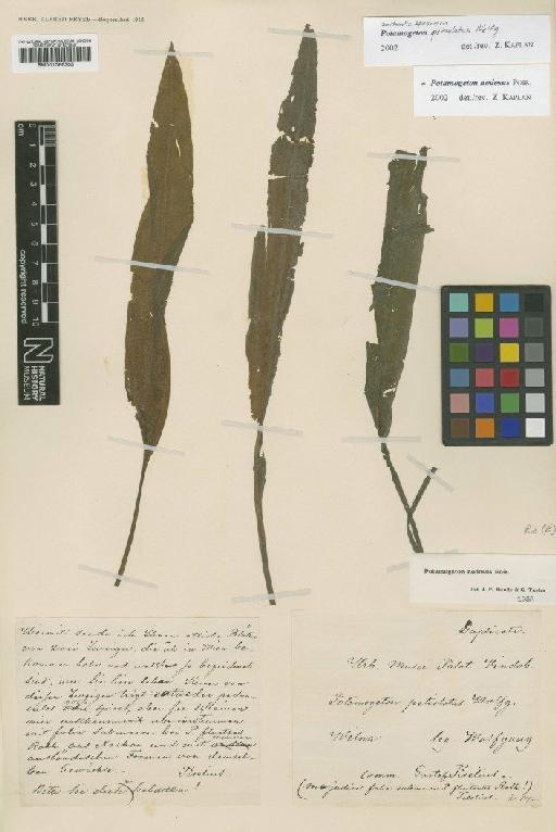 Potamogeton petiolatus Wolfg. ex Schult. & J.H.Schult.bis - BM001066305