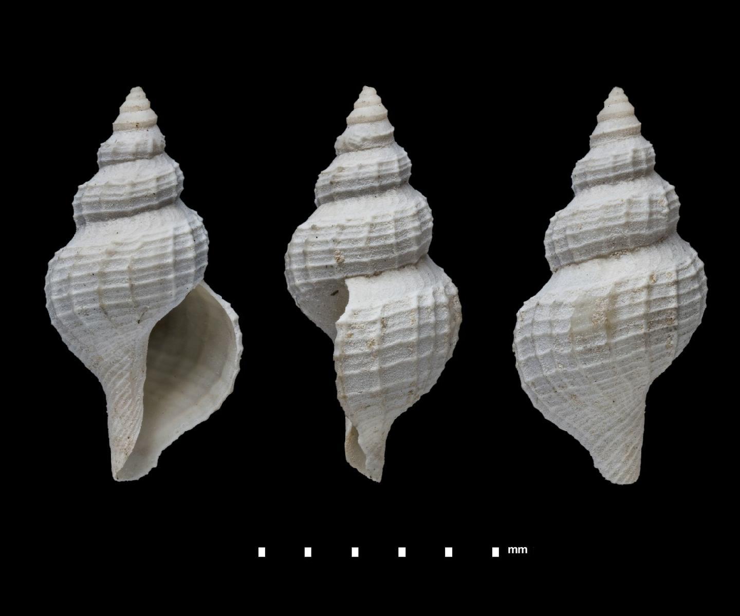 To NHMUK collection (Neopleurotomoides distincta Bouchet & Warén, 1980; holotype; NHMUK:ecatalogue:3511795)