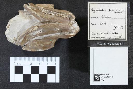 Synechodus dubrisiensis infraphylum Gnathostomata (Mackie, 1863) - 010026311_L010040595