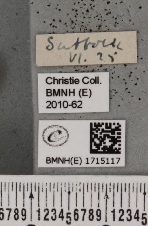 Scopula rubiginata (Hufnagel, 1767) - BMNHE_1715117_label_268753
