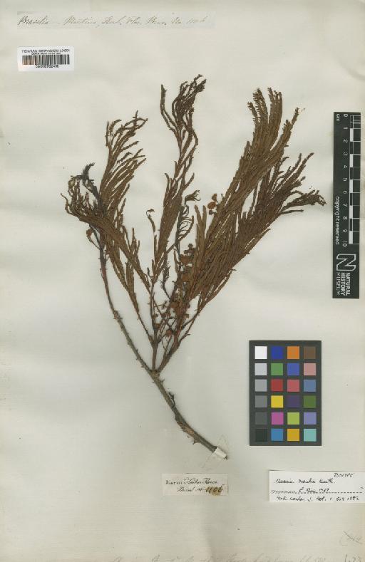 Acacia martii Benth. - BM000952408