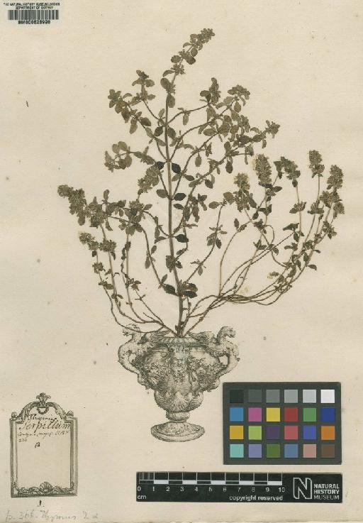 Thymus serpyllum L. - BM000628990