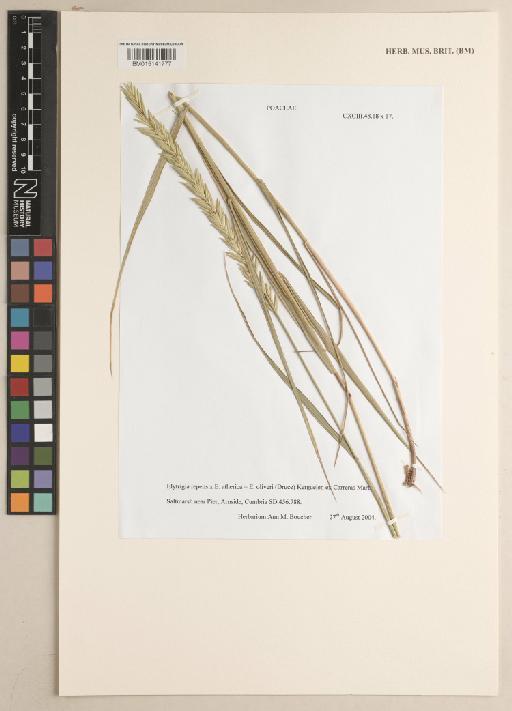 Elymus × drucei (Stace) Lambinon - 015141777