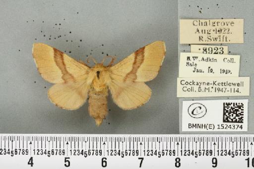 Malacosoma neustria (Linnaeus, 1758) - BMNHE_1524374_190754