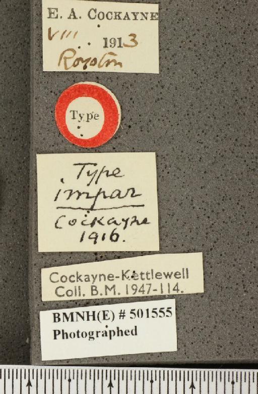 Lysandra coridon ab. impar Cockayne, 1916 - BMNHE_501555_label_102603