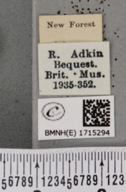Scopula emutaria (Hübner, 1809) - BMNHE_1715294_label_271873