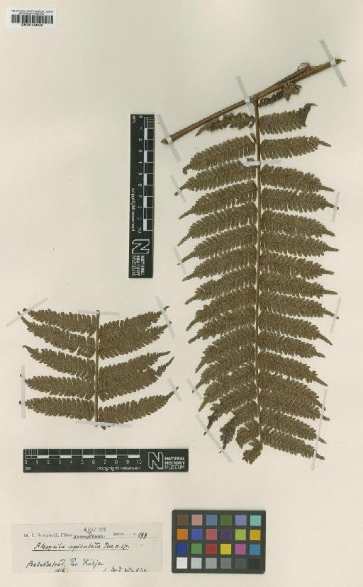 Cyathea apiculata Domin - BM001039949