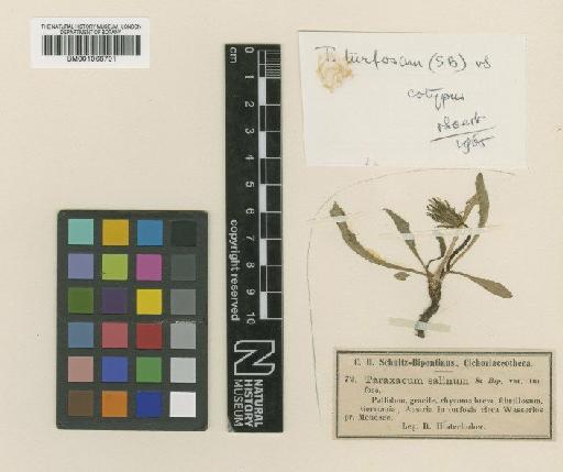 Taraxacum salinum var. turfosum Sch.Bip. - BM001066701