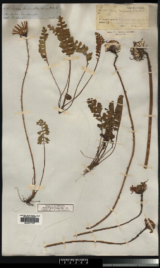 Senecio pimpinellaefolius Kunth - Spruce - BM000777217