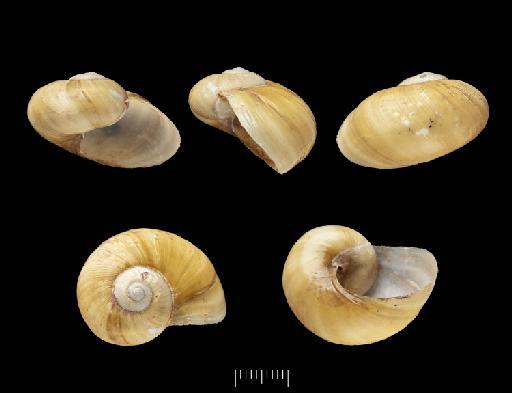 Vitrina flemingi Pfeiffer, 1857 - 20220435, SYNTYPES, Vitrina flemingi Pfeiffer, 1857