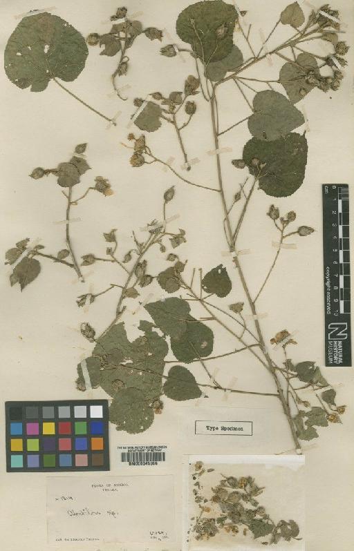 Abutilon bastardioides Baker f. ex L.Rose - BM000645066