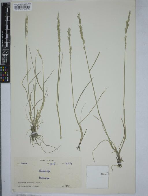 Elymus thomsonii (Hook.f.) Melderis - 000064673