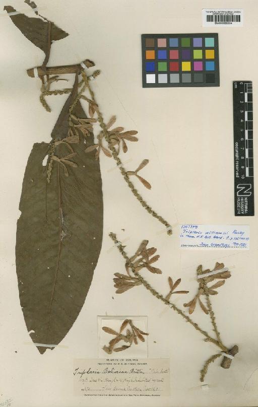 Triplaris williamsii Rusby - BM000993264