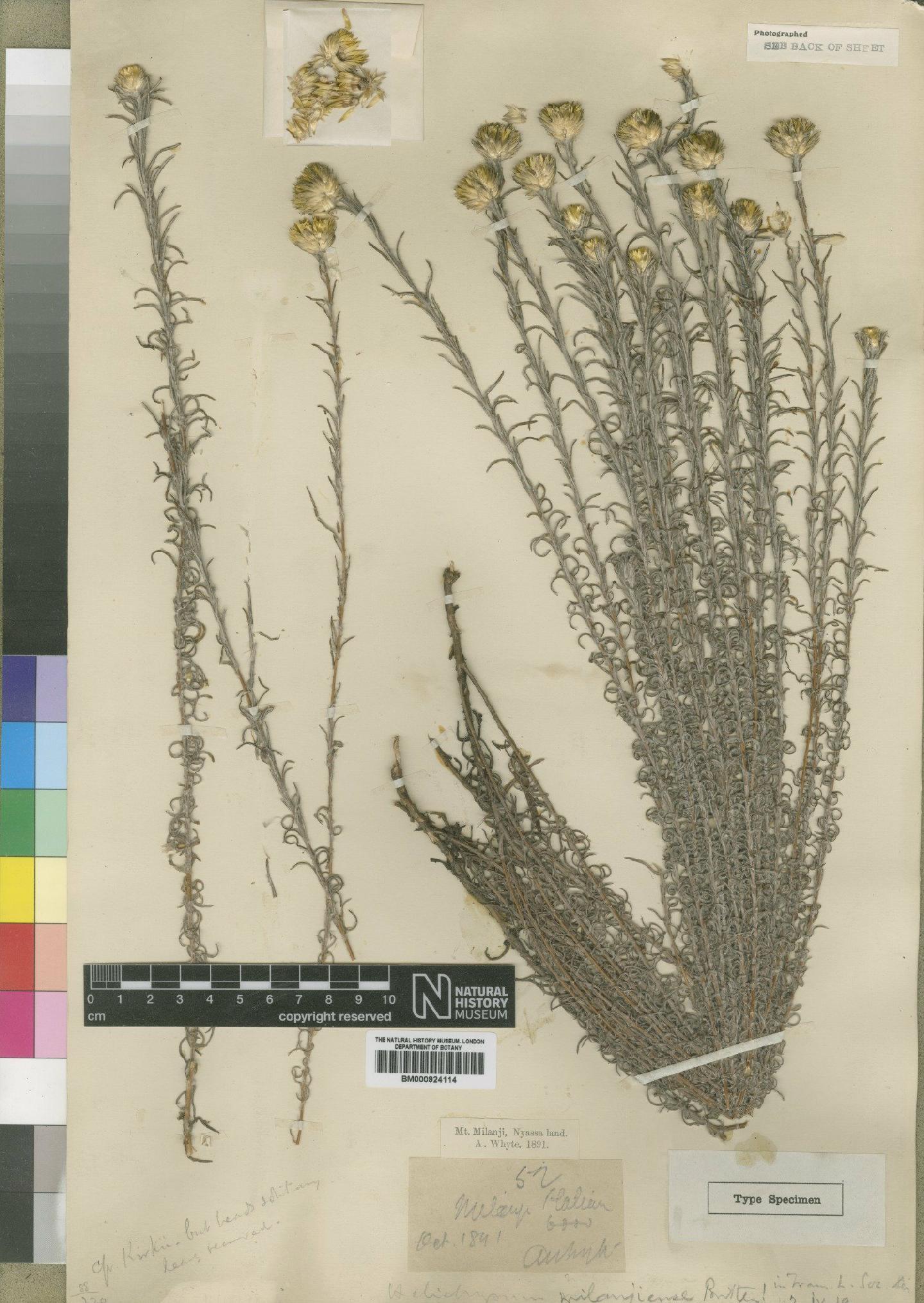 To NHMUK collection (Helichrysum milanjiense Britten; Type; NHMUK:ecatalogue:4529142)