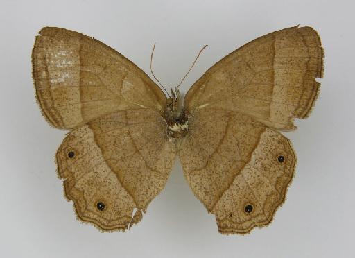 Euptychia variabilis Butler, 1867 - BMNH(E)_ 1204759_Yphthimoides_(Euptychia)_manasses_variabilis_Butler_T_female (3)