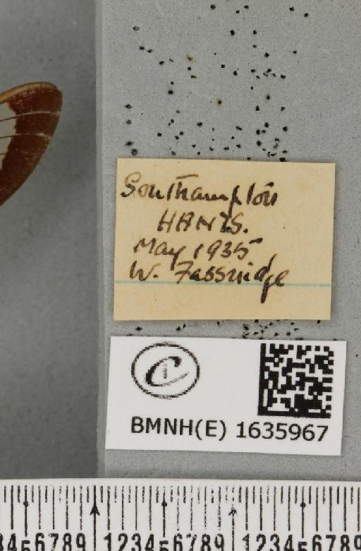 Hemaris fuciformis (Linnaeus, 1758) - BMNHE_1635967_label_205639