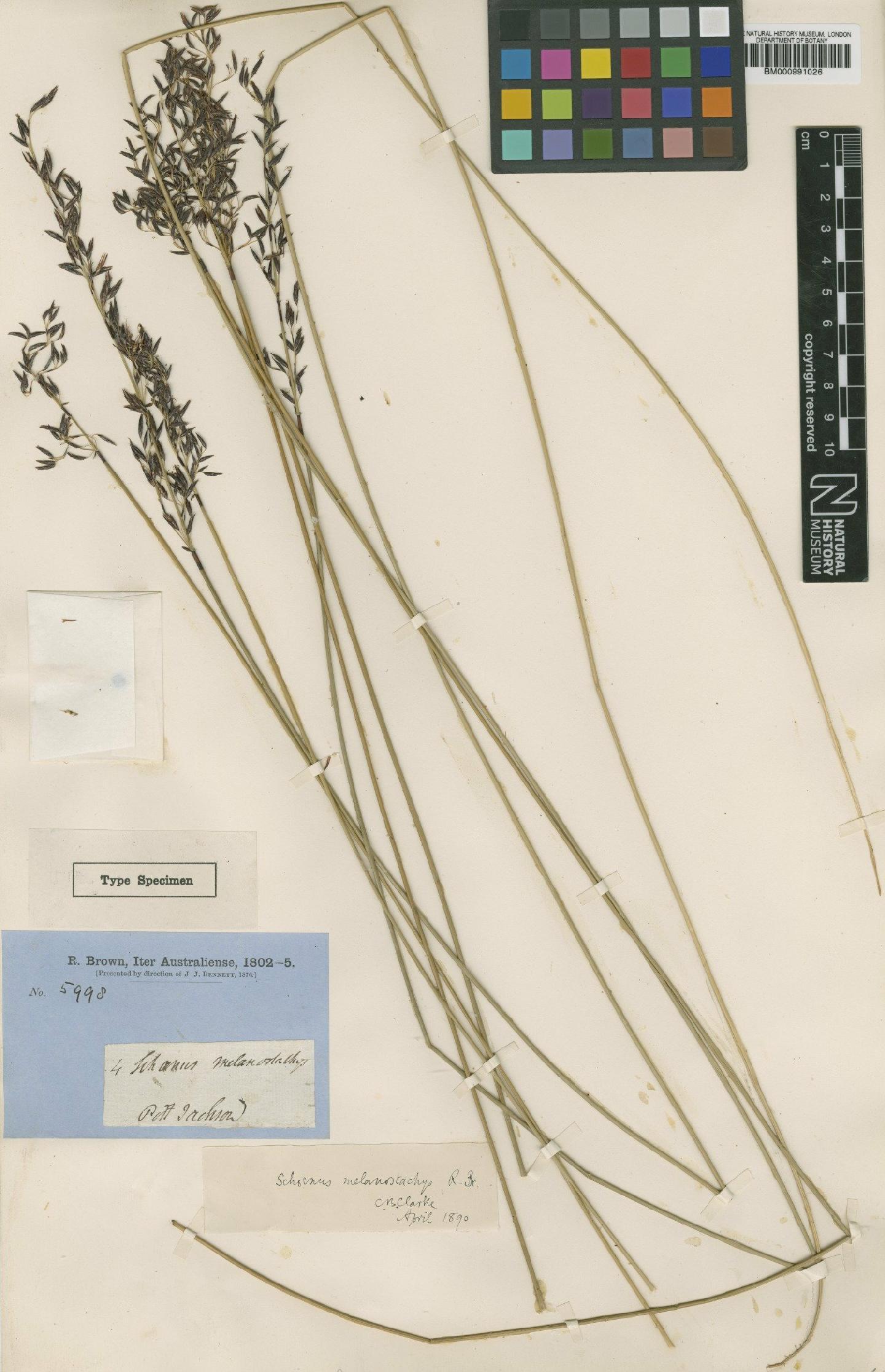 To the Natural History Museum, London (Schoenus melanostachys R.Br. BM000991026 type 1)