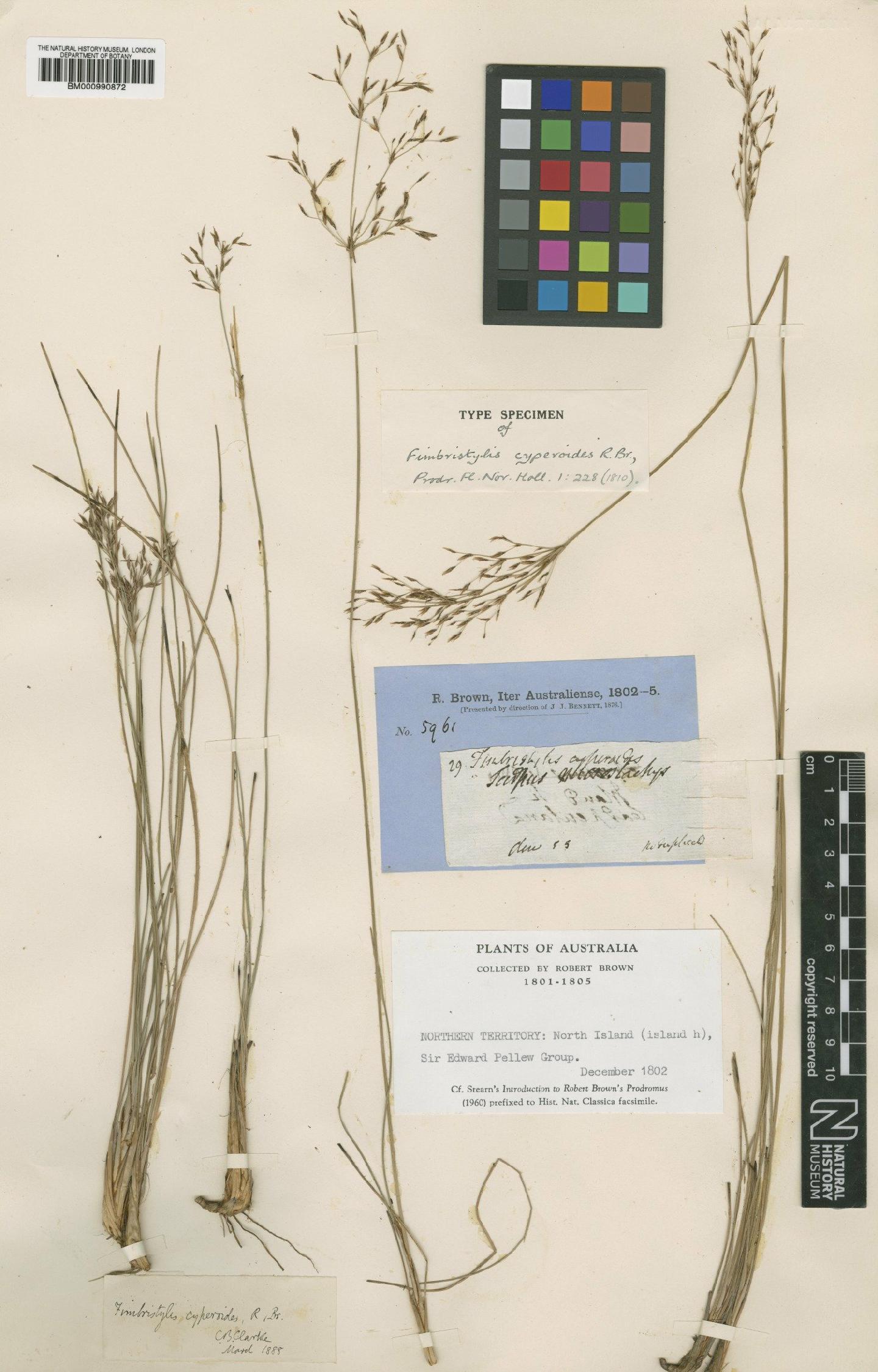 To the Natural History Museum, London (Fimbristylis cyperoides R.Br. BM000990872 type 1)