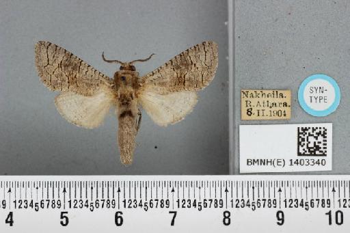 Cossus henleyi Warren & Rothschild, N. C., 1905 - BMNH(E) 1403340 Cossus henleyi ST dorsal and labels