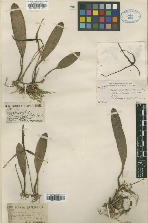 Bulbophyllum kermesinum Ridl. - BM000082983
