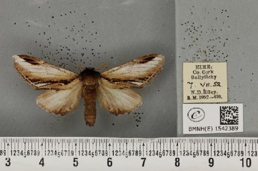 Pheosia gnoma (Fabricius, 1777) - BMNHE_1542389_246113