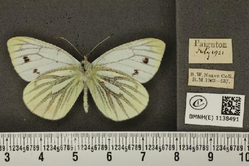 Pieris napi sabellicae Stephens, 1827 - BMNHE_1138491_90561