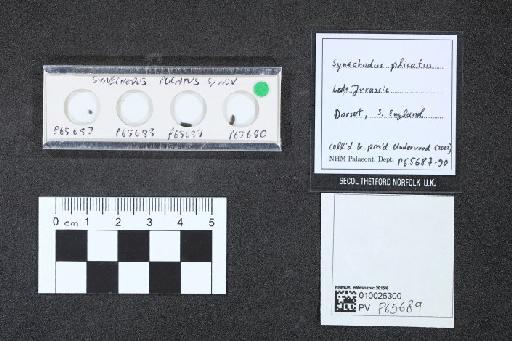 Synechodus plicatus infraphylum Gnathostomata Underwood, 2002 - 010026300_L010040595