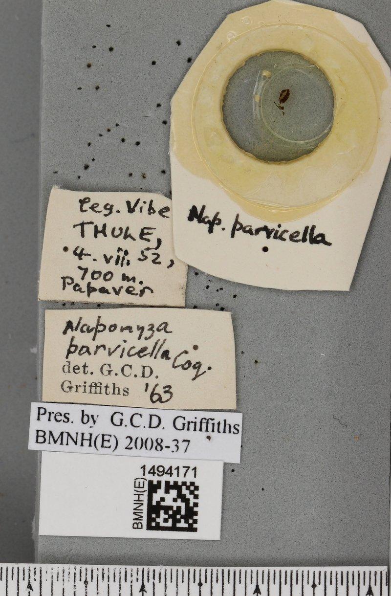 Phytomyza parvicella