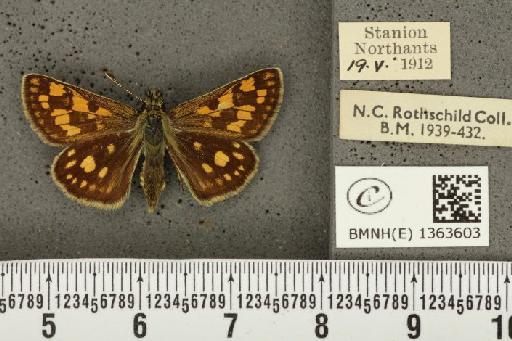 Carterocephalus palaemon (Pallas, 1771) - BMNHE_1363603_175770