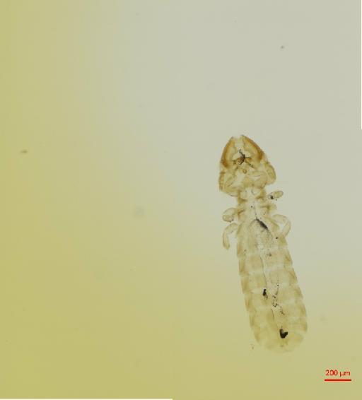 Guimaraesiella turdinulae Ansari, 1956 - 010670908__2017_07_31-Scene-1-ScanRegion0