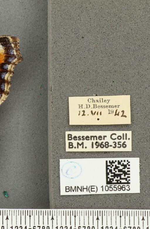 Aglais urticae ab. magninotata Raynor, 1909 - BMNHE_1055963_label_45241
