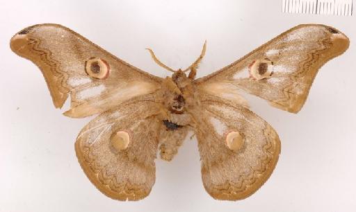 Caligula cachara (Moore, 1872) - Caligula cachara 982873 ventral