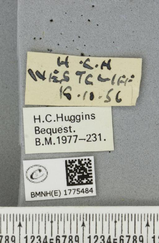 Thera obeliscata obeliscata (Hübner, 1787) - BMNHE_1775484_label_339148